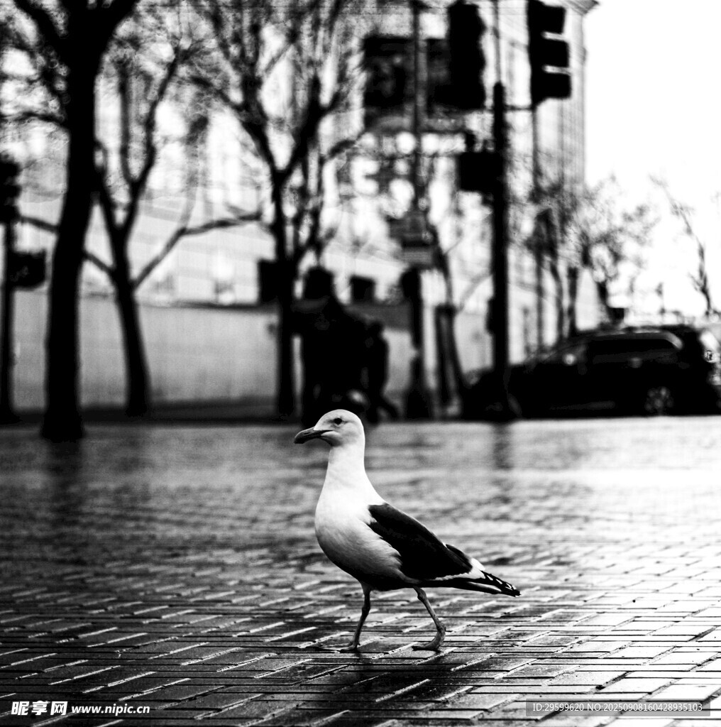 雨中街头的孤独海鸥