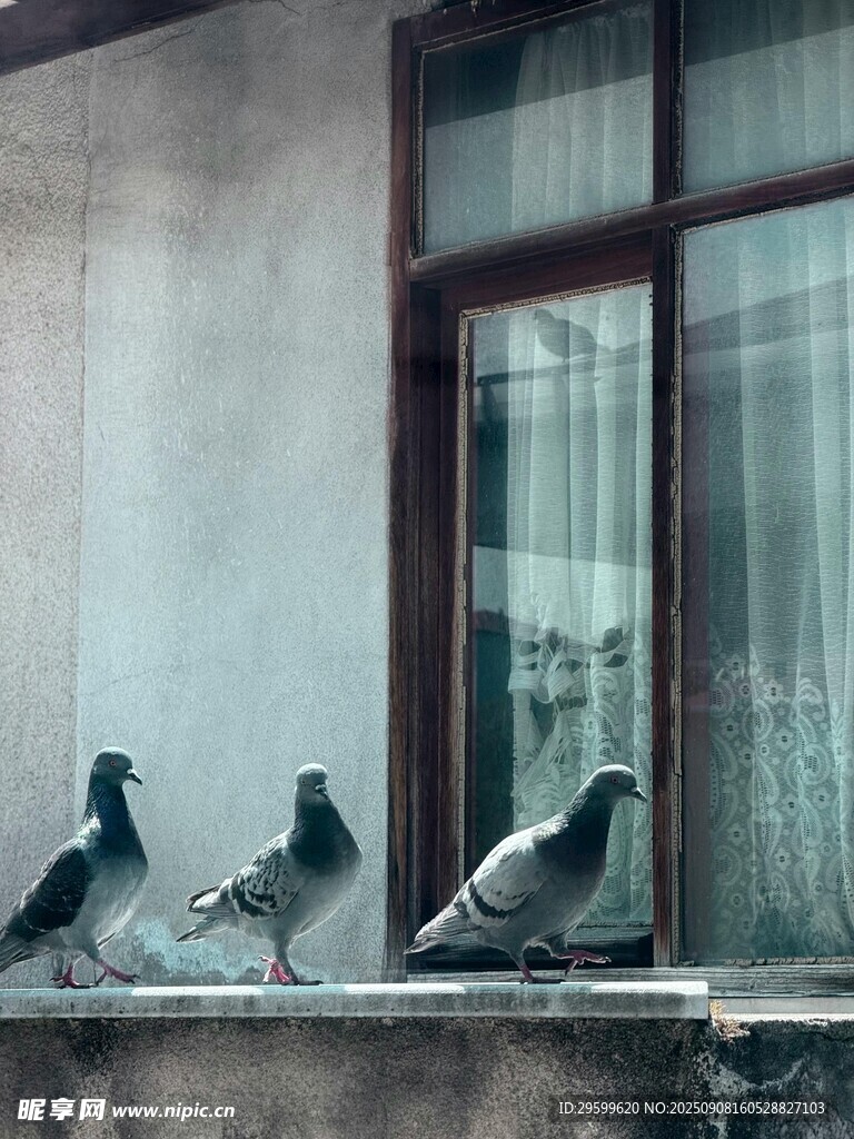 窗台上的几只鸽子