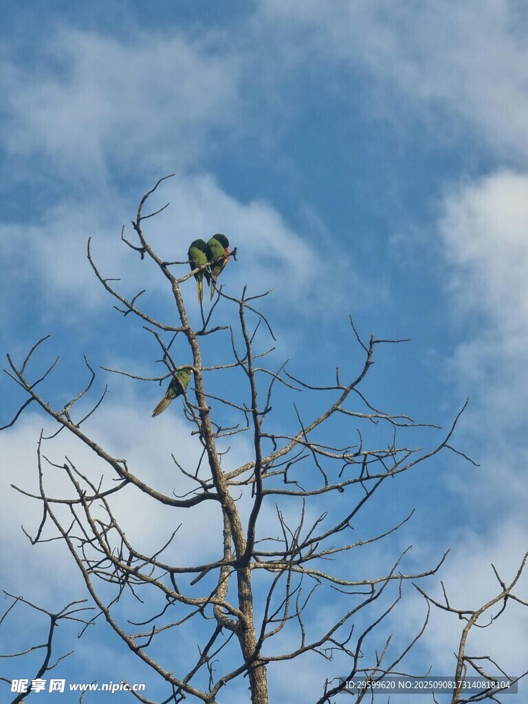 枝头小鸟望蓝天