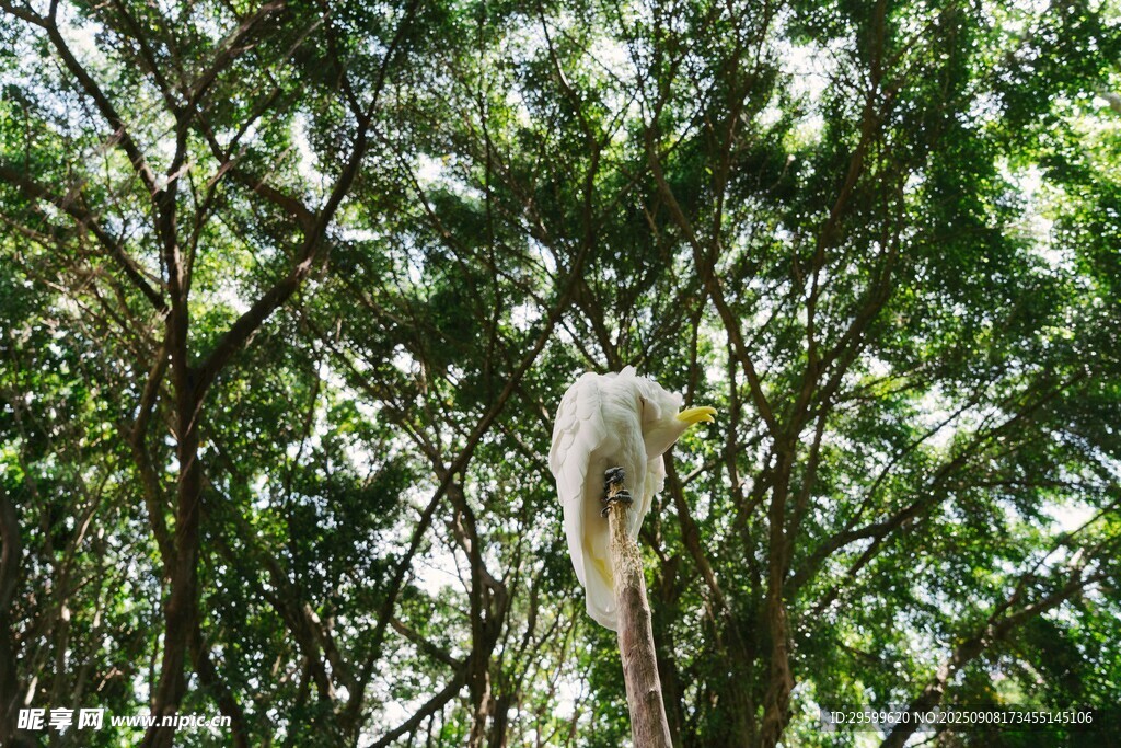 林间白鹭栖息于繁茂枝叶间