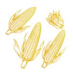 玉米插画