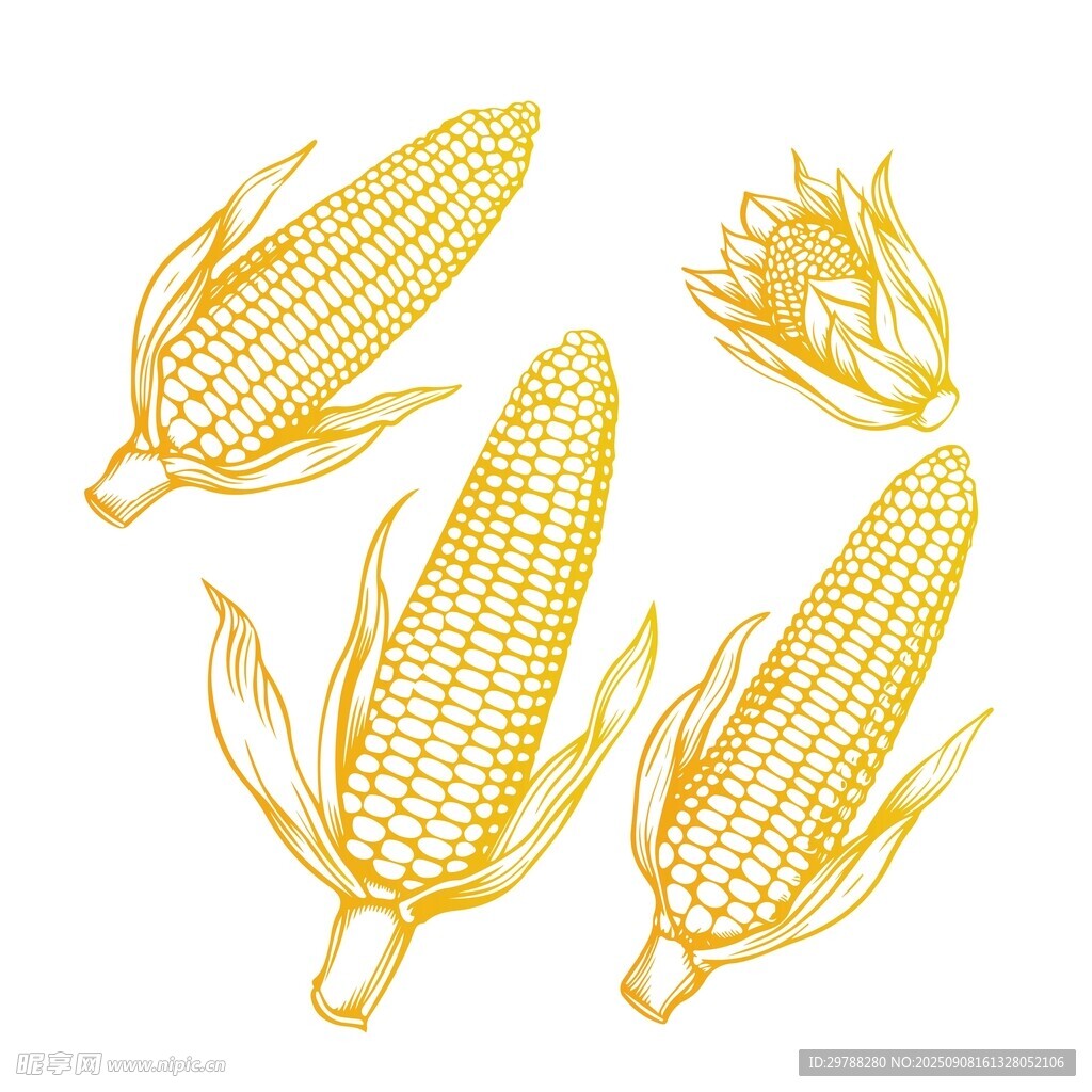 玉米插画