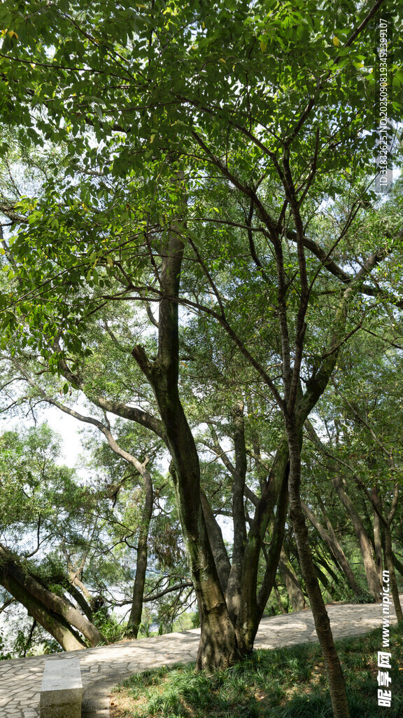 林间小道 绿树成荫的景致