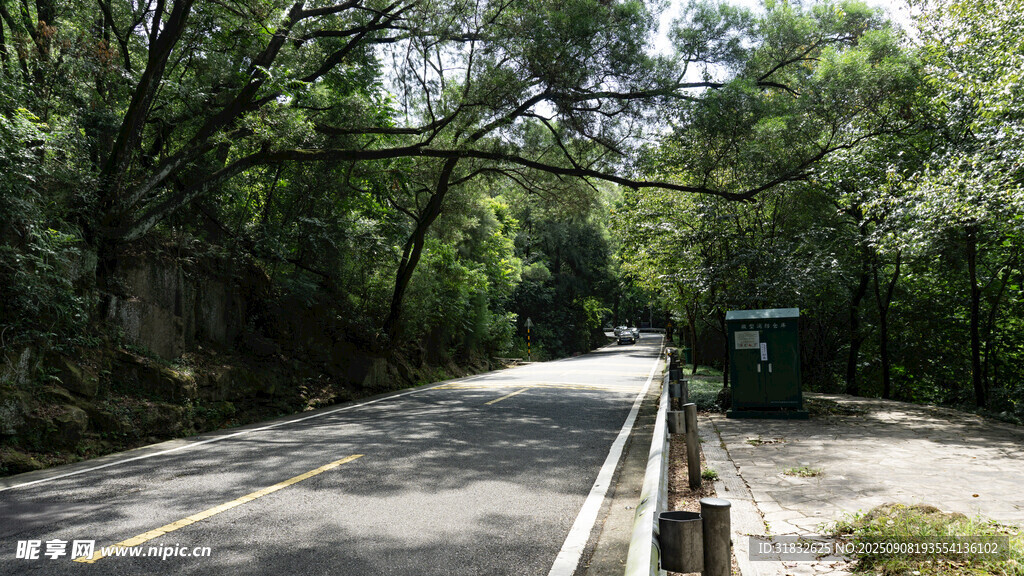 林间公路 静谧自然风景