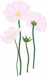 波斯菊