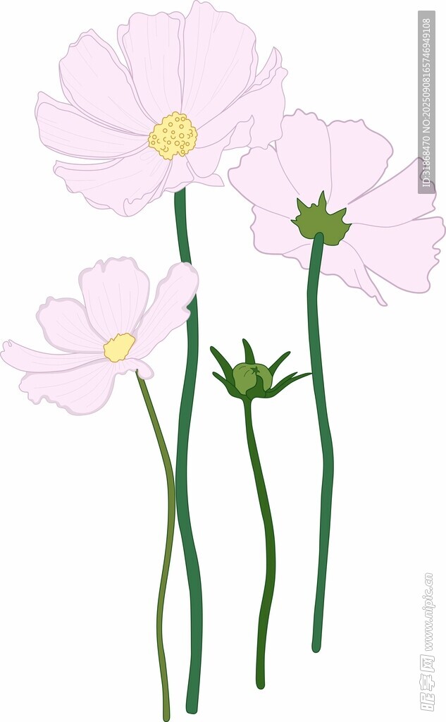 波斯菊