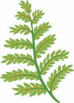 蕨类植物
