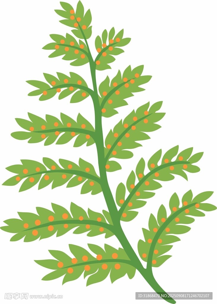 蕨类植物