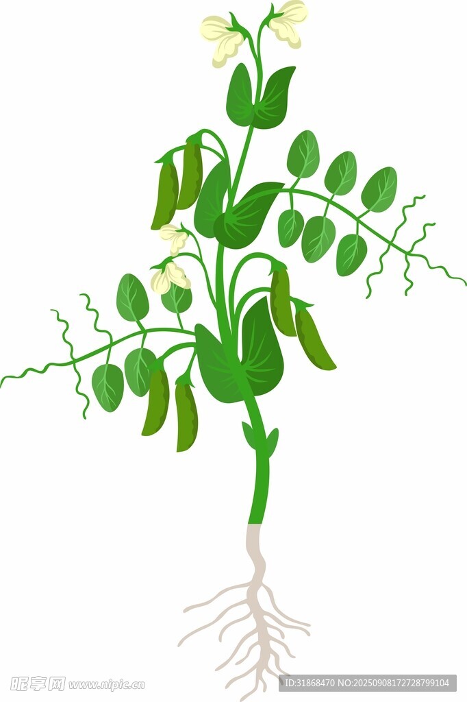 豌豆花
