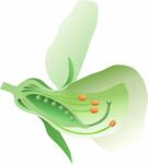 豌豆花剖面