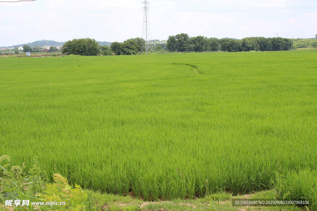 稻田 