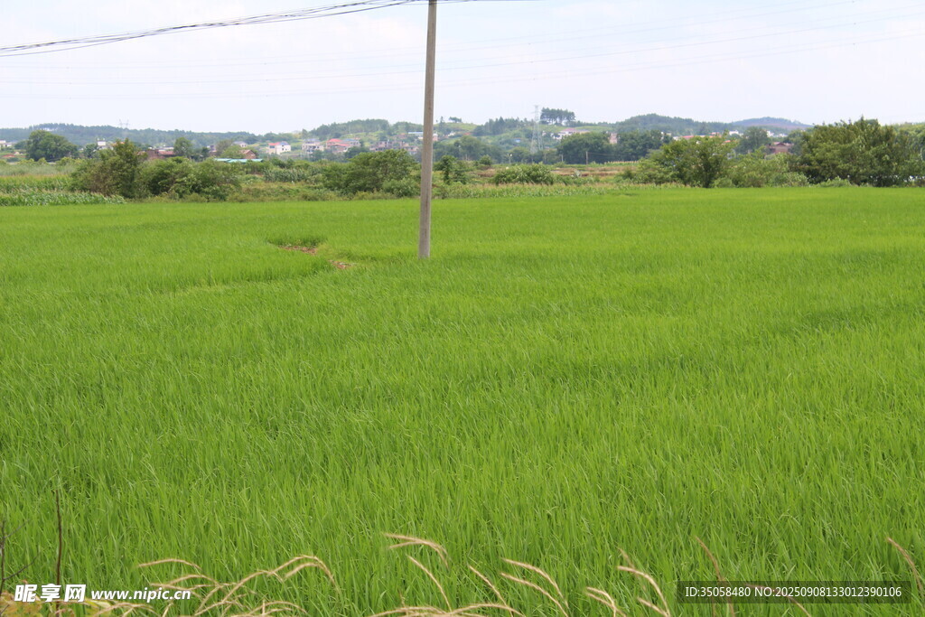 稻田  