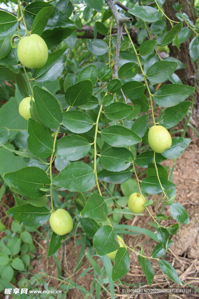枣  