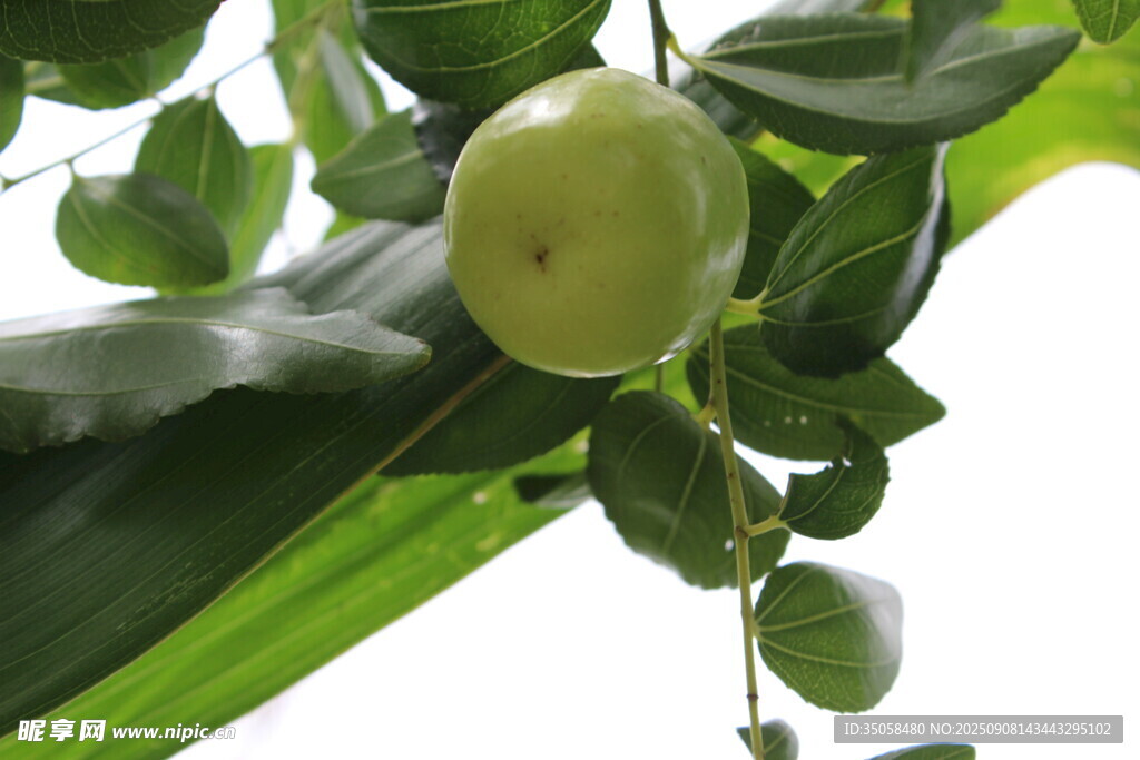 枣  