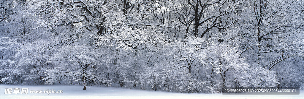 冬日雪景中的银白树林