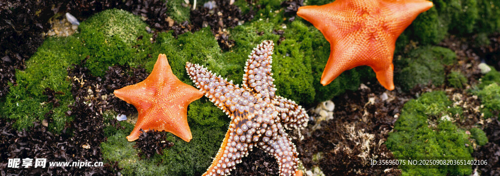 海星静置于绿植间