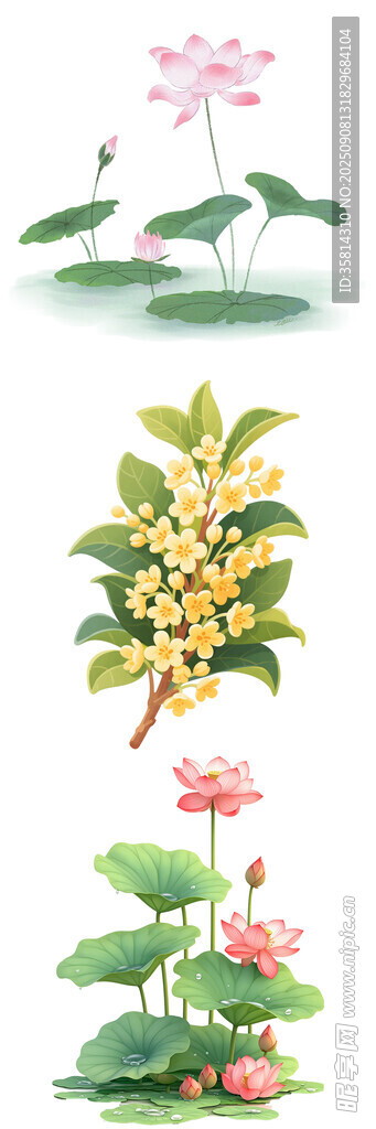 夏日水生花卉插画