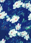 深蓝 白色 花卉