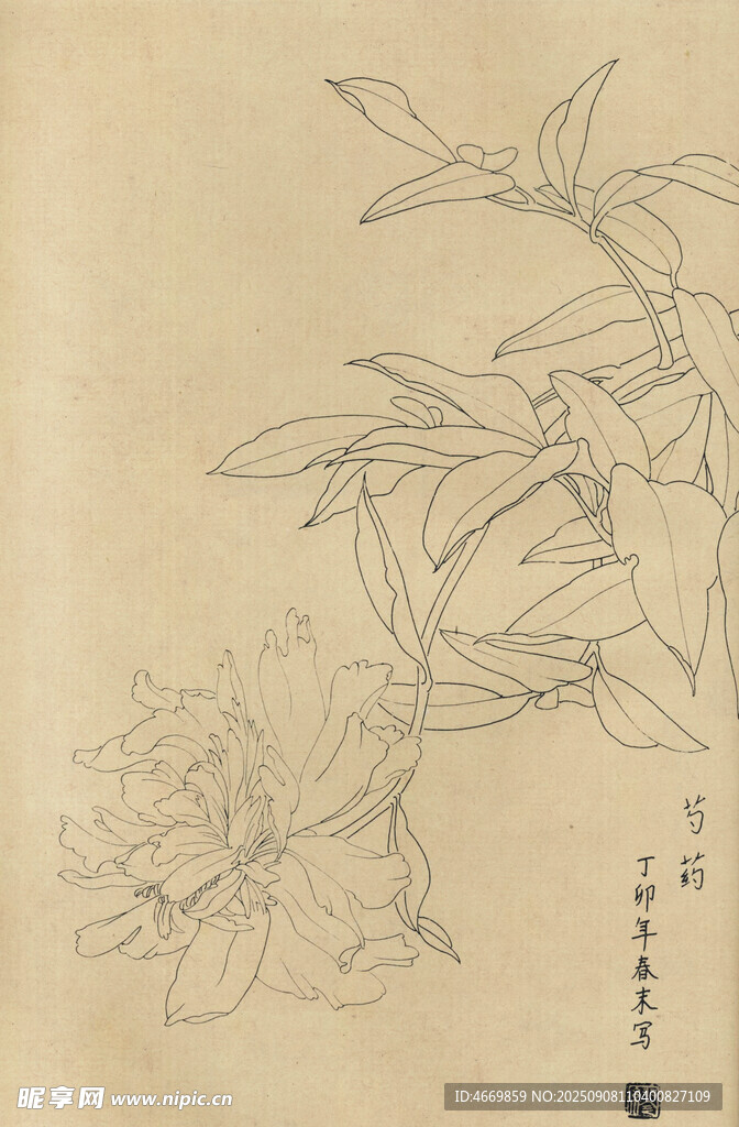 芍药