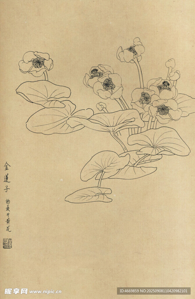 金莲子