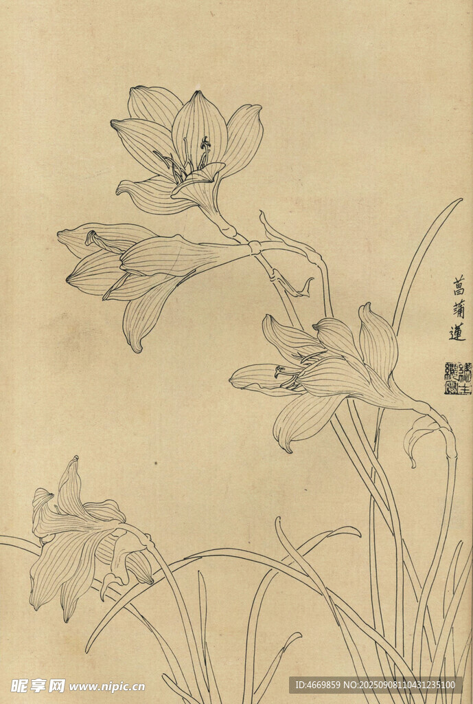 菖蒲莲
