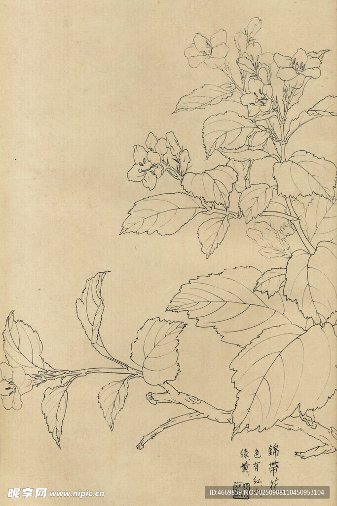 锦带花