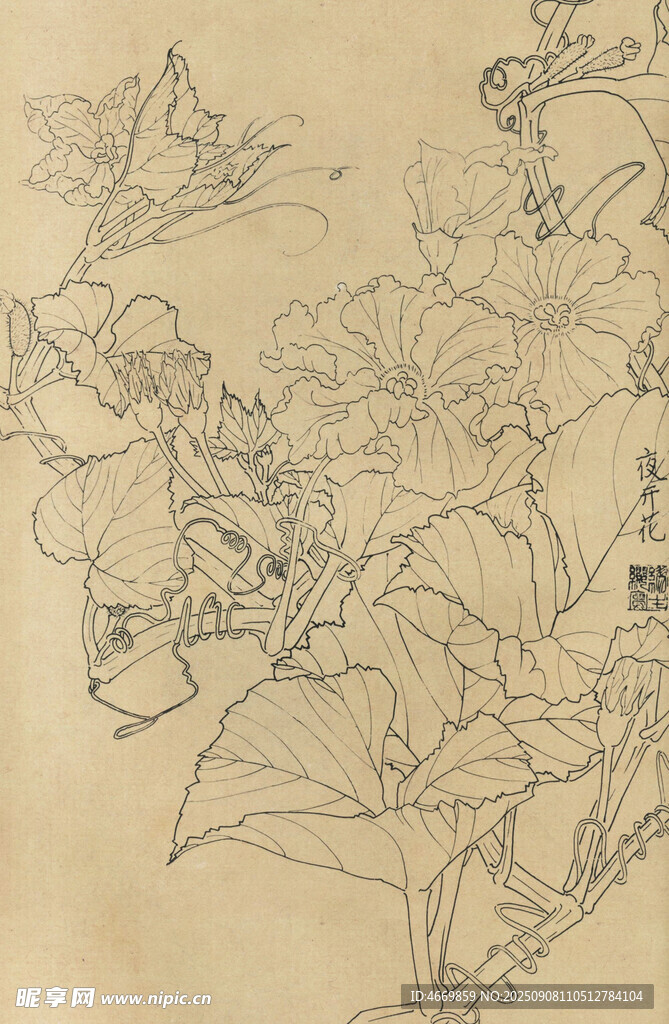 夜开花