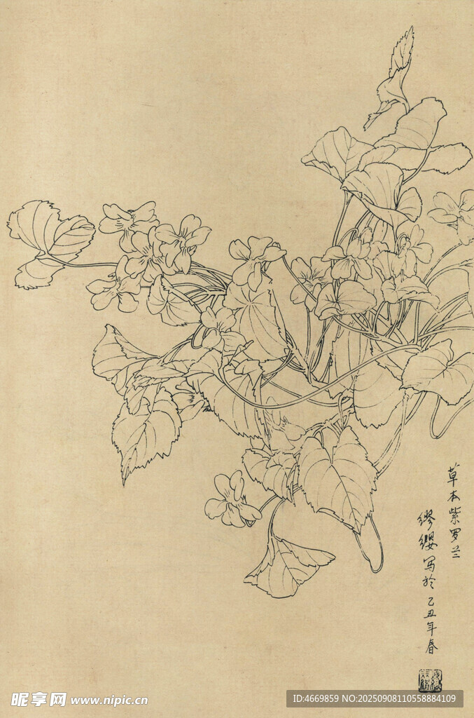 紫罗兰