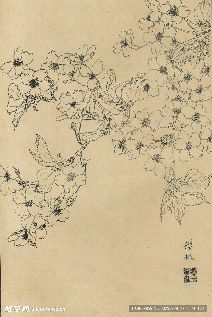 樱桃