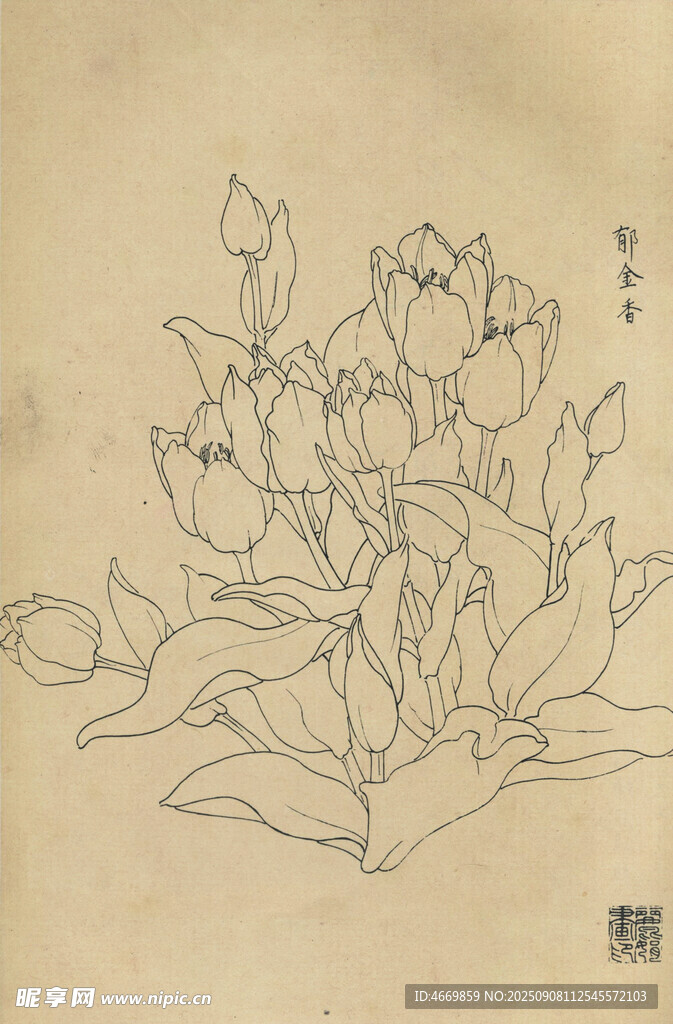 郁金香