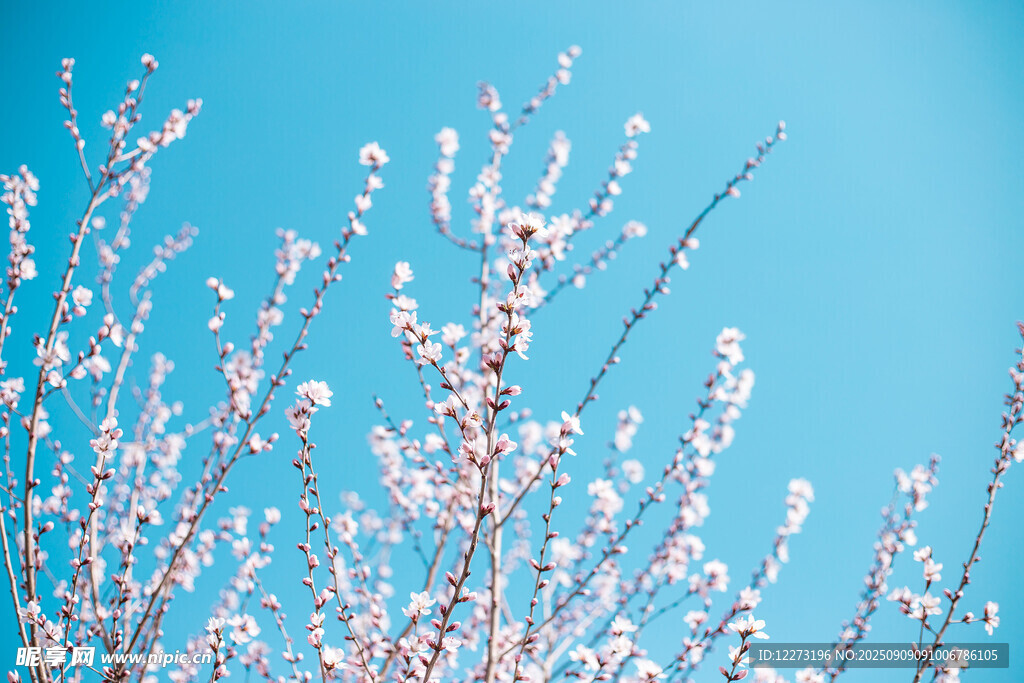 蓝天映衬下的繁花树枝