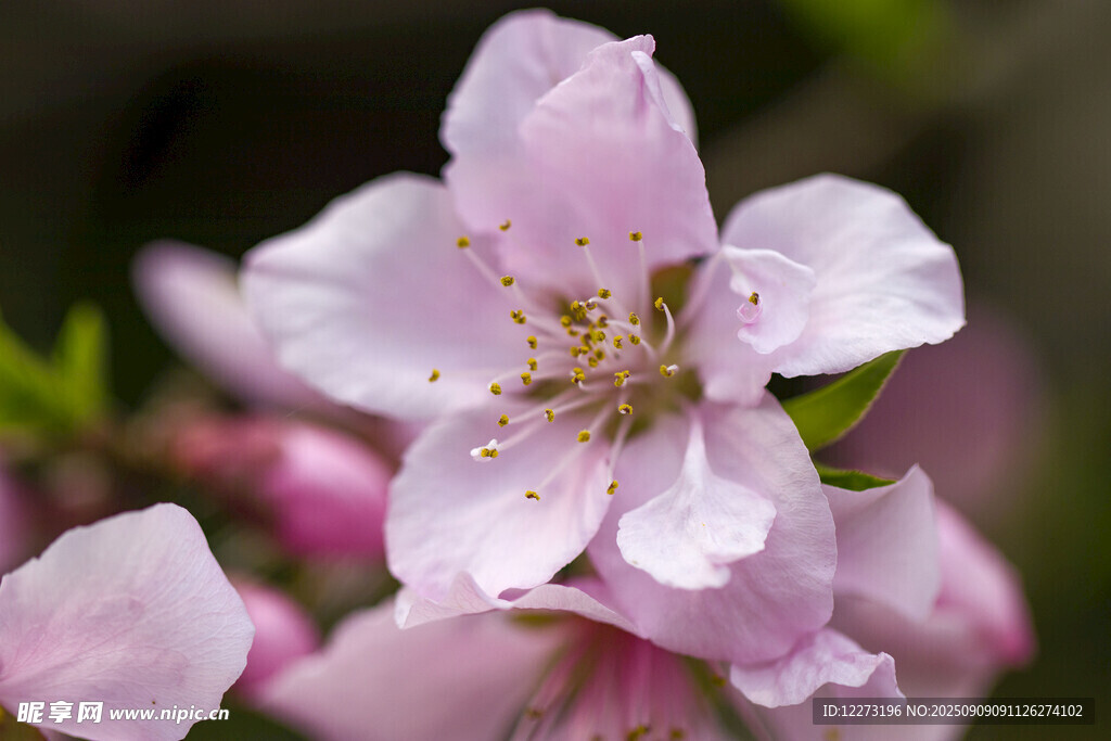 娇艳粉色桃花特写