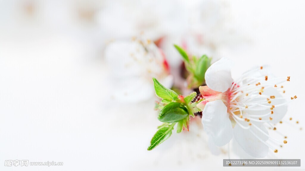 春日绽放的娇艳杏花
