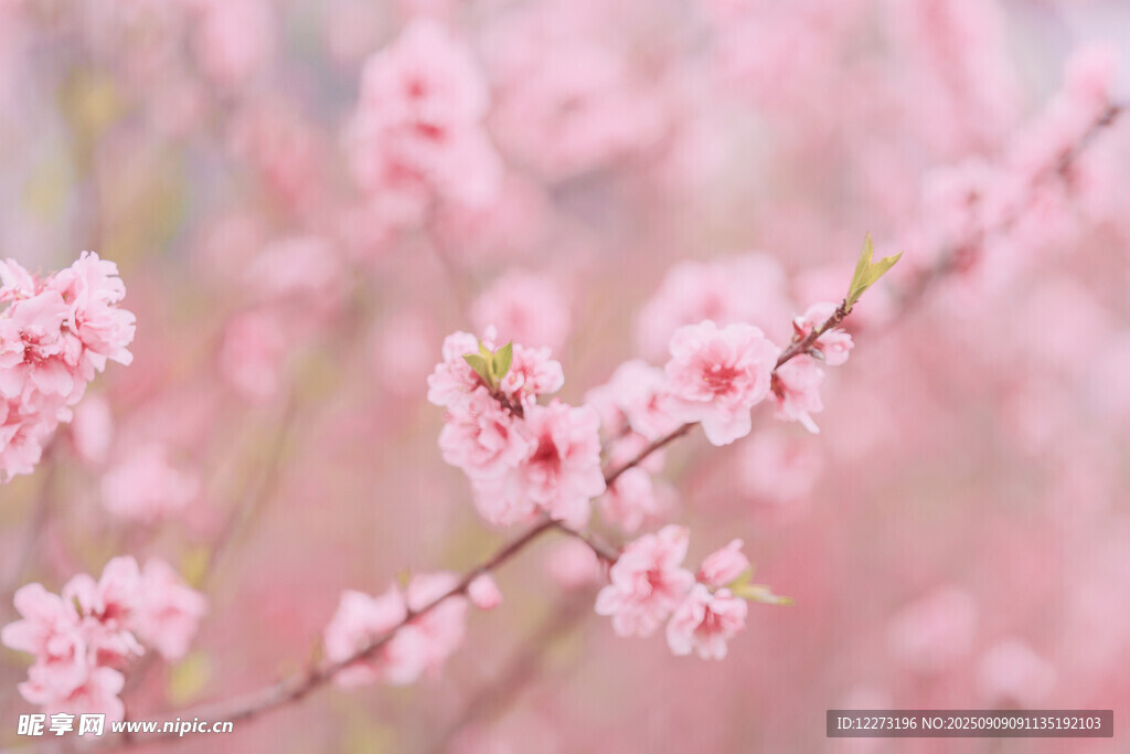 粉嫩桃花枝绽放