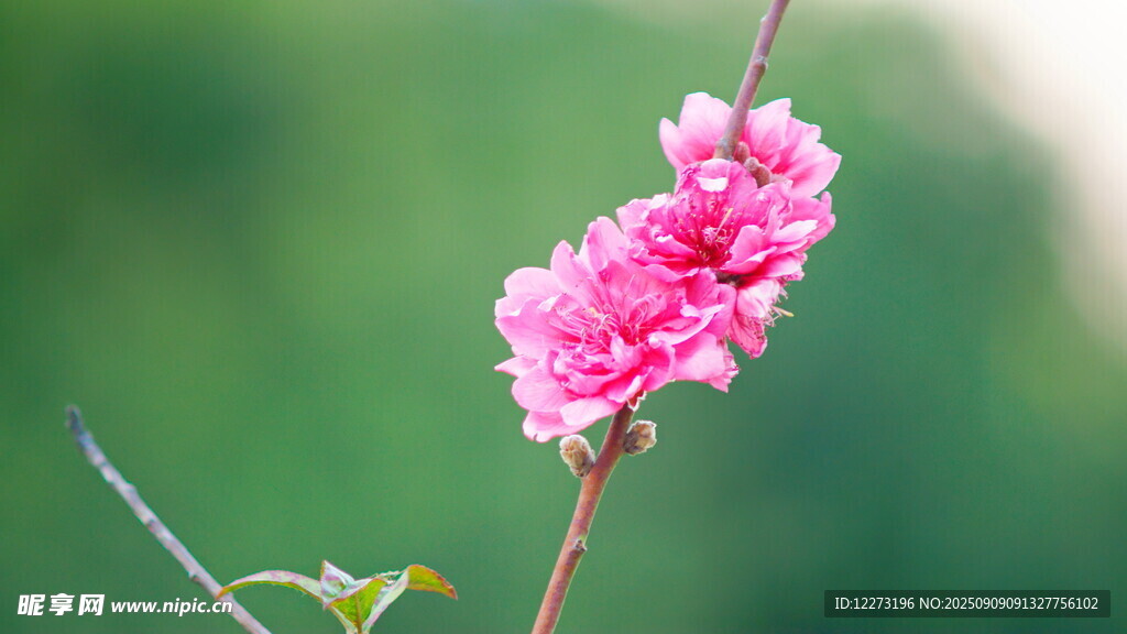 娇艳桃花枝头绽放