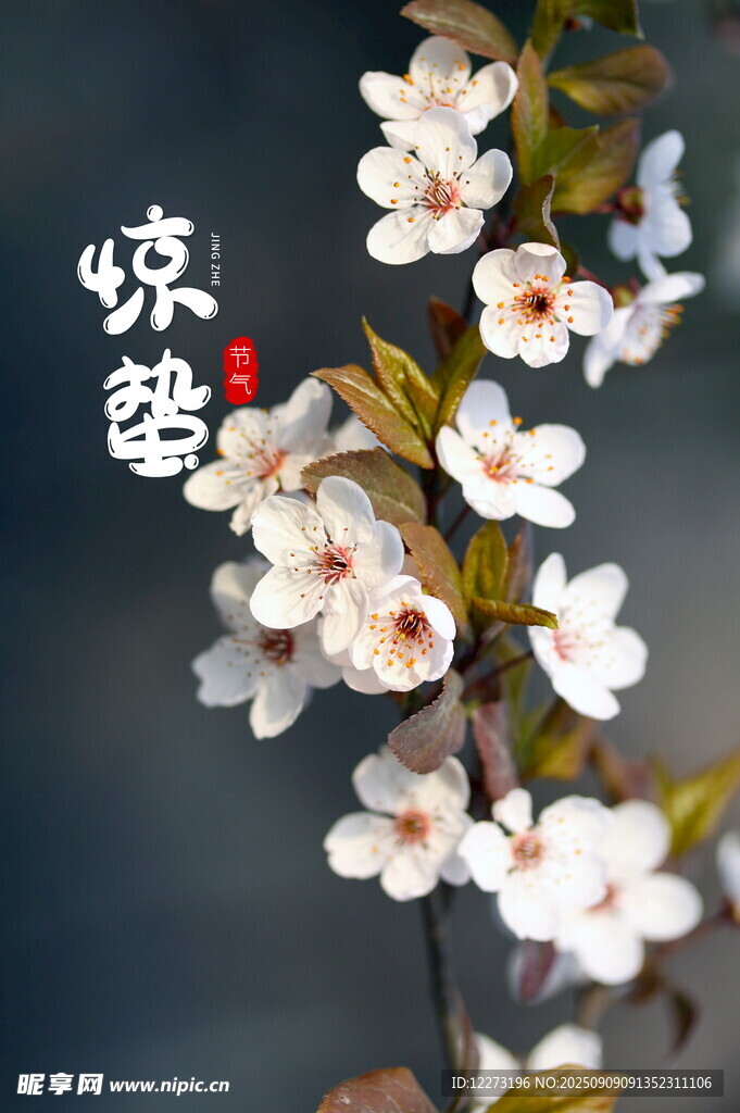 惊蛰时节绽放的白色花朵