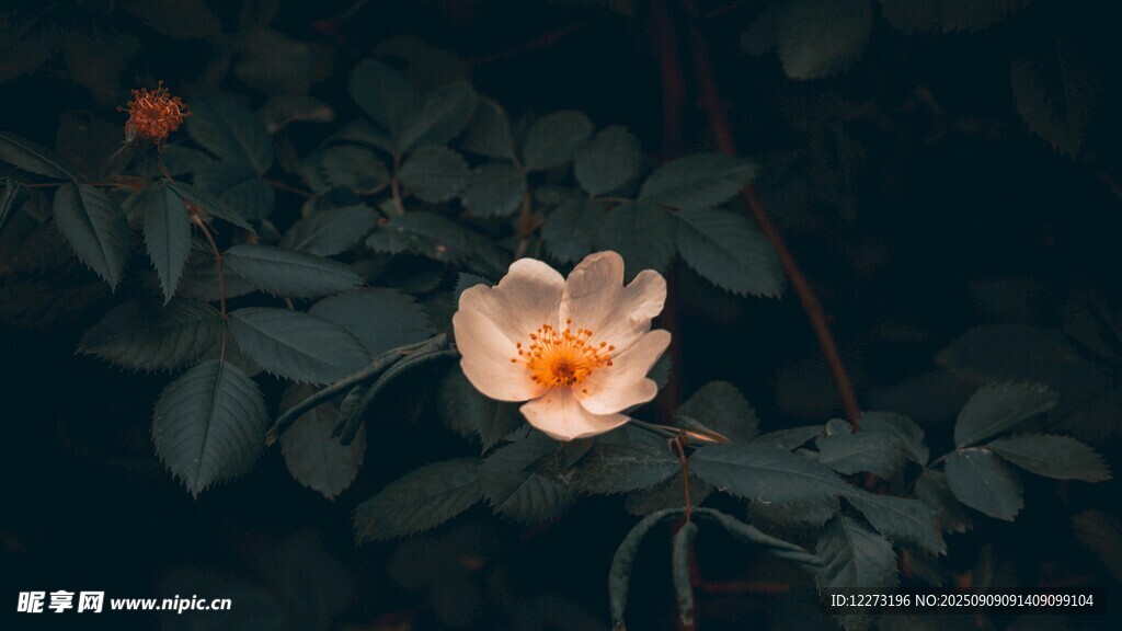 娇艳绽放的单朵浅色花朵