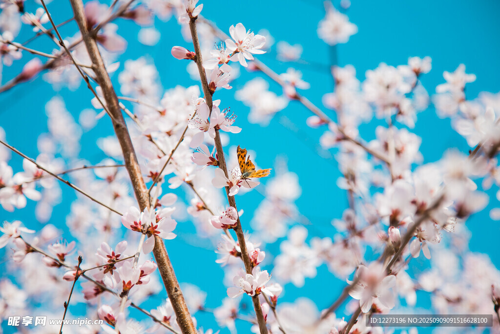 蓝天映衬下的烂漫樱花