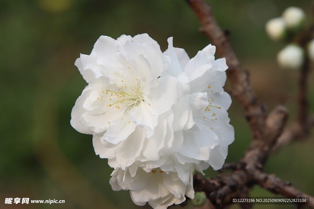 枝头绽放的洁白花朵