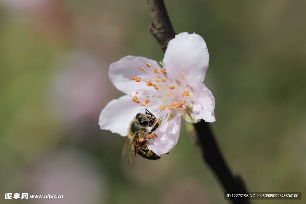 蜜蜂采蜜于娇艳桃花间
