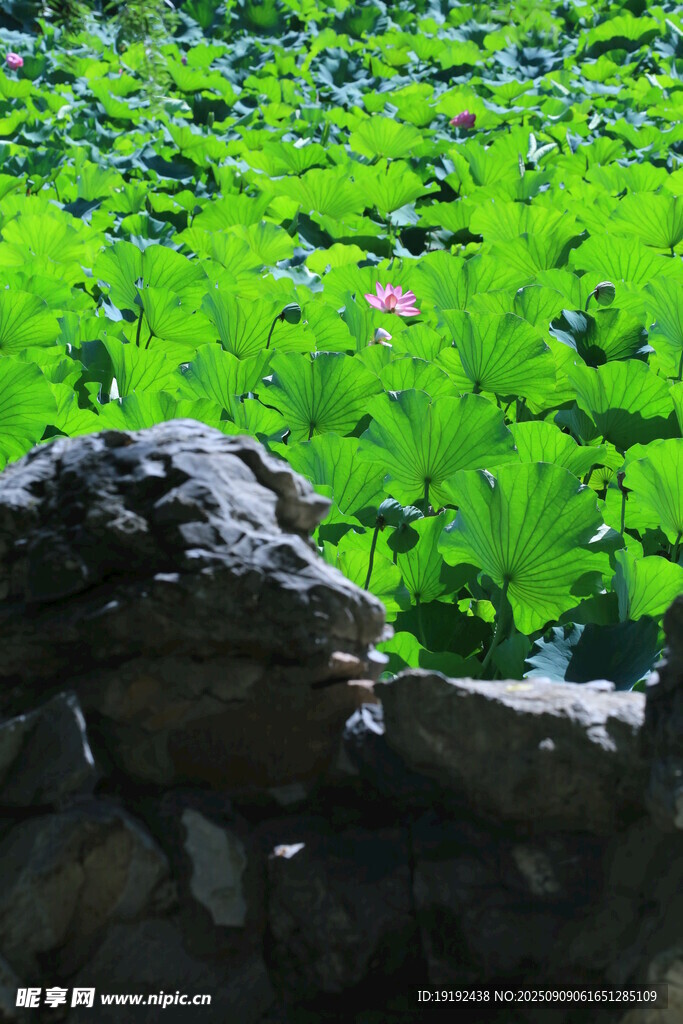 荷塘荷叶 