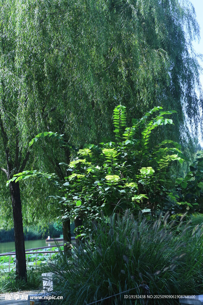 公园风景  