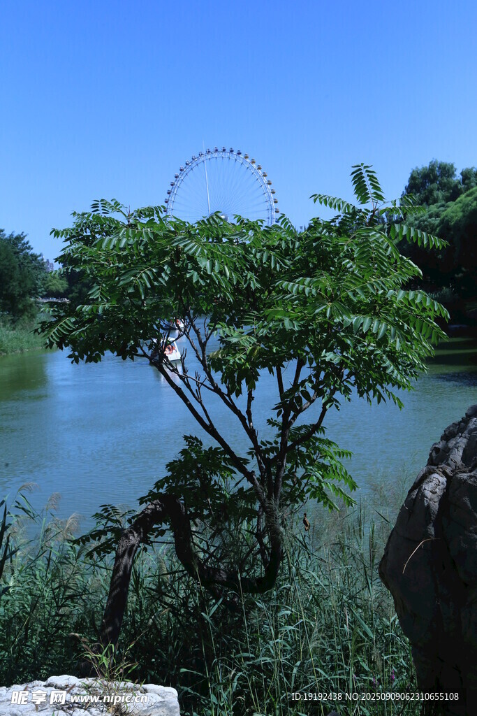 公园风景  
