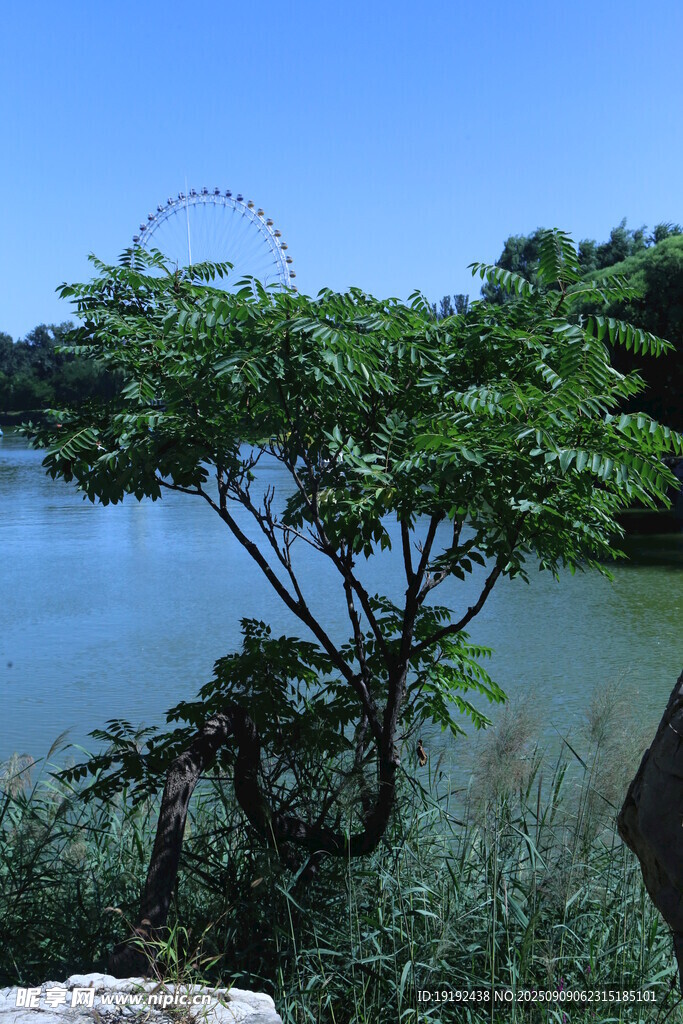 公园风景  