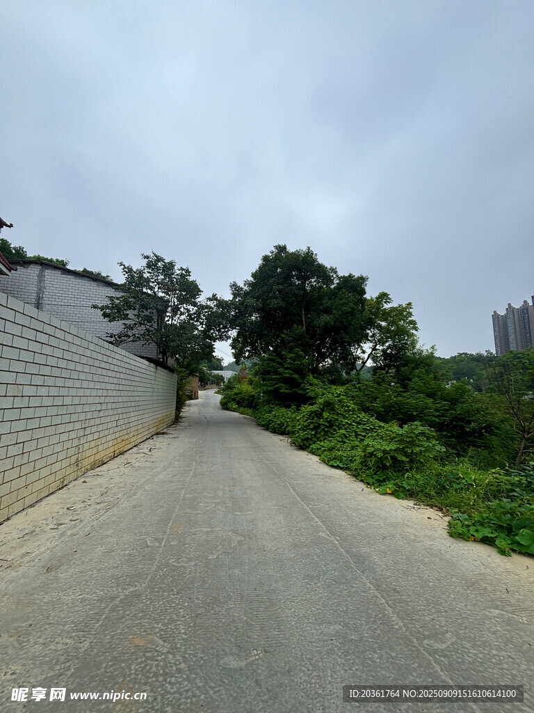 乡间小路旁的绿植与围墙