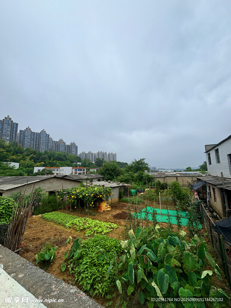 乡村菜园与远处城市景观