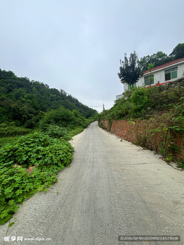 乡村小道旁的绿意与房屋