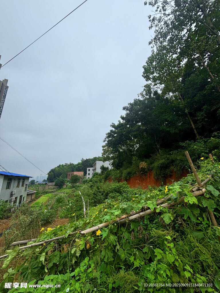 道路旁倒下的树木及植被