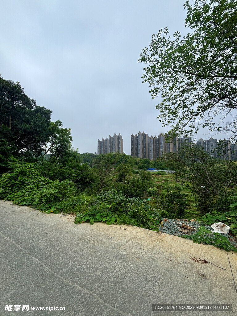 城郊路旁绿植与远处建筑