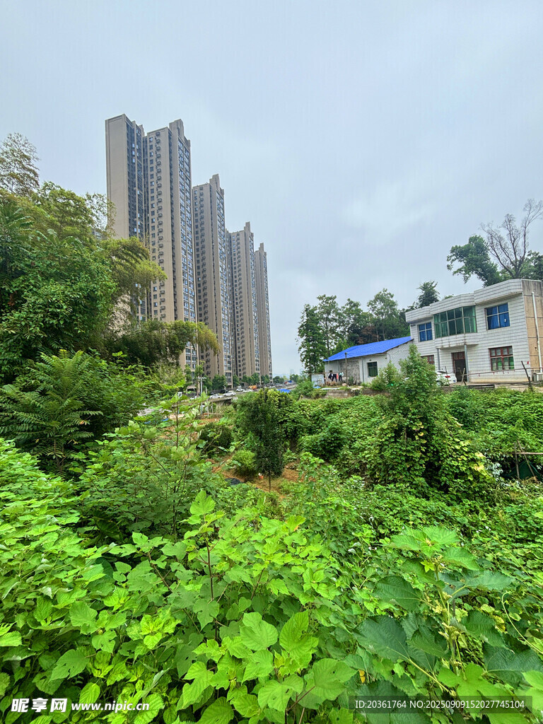 城市中繁茂绿植与高楼景观